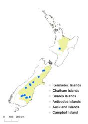 Cardamine mutabilis distribution map based on databased records at AK, CHR, OTA & WELT.
 Image: K.Boardman © Landcare Research 2018 CC BY 4.0